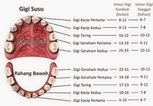 Jenis-jenis Gigi Manusia