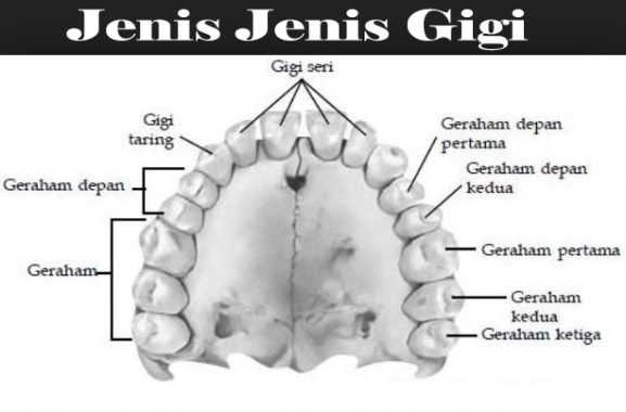 Jenis-jenis Gigi Manusia1