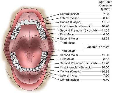 Pengetahuan Tentang Gigi Manusia1